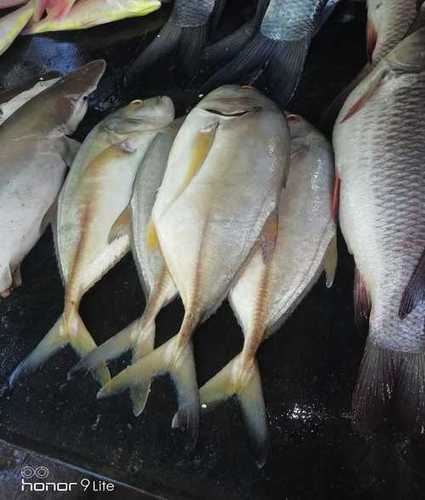 Export Quality Fresh Fish