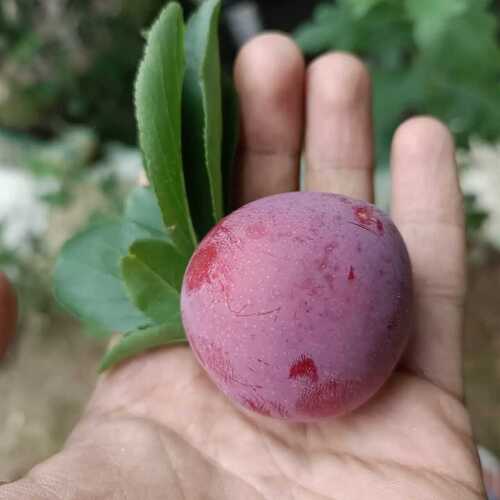 Red Organic Fresh Plum Fruits