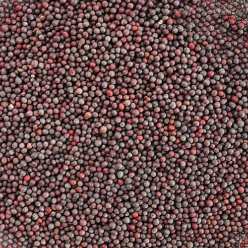 Black Super Ganga Mustard Seeds