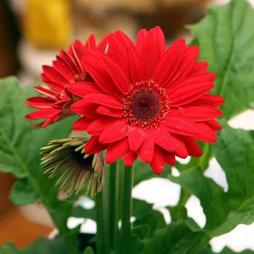 Gerbera Plant - Gerbera Plant Wholesalers, Suppliers & Exporters