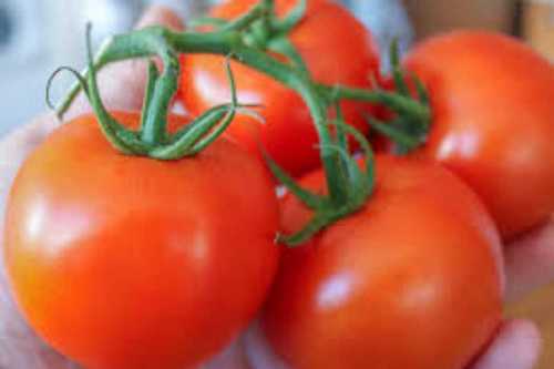 Export Quality Fresh Tomato