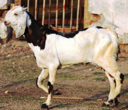 Sojat Goat Suppliers Dealers Wholesalers