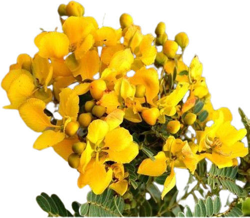 Natural Fresh Avaram Senna Flower