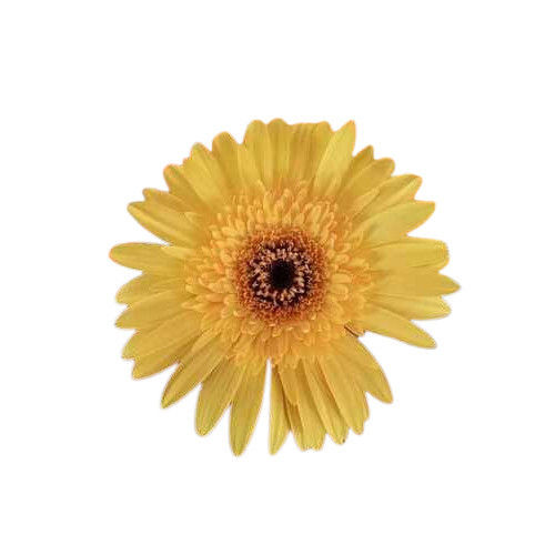 100% Natural And Fresh Yellow Gerbera Flower Shelf Life: 1 Week