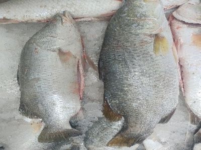 Sea Bass Fish