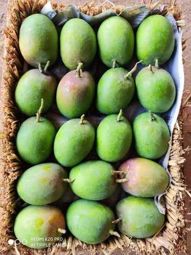 Green  And Yellow Farm Fresh Alphanso Mango