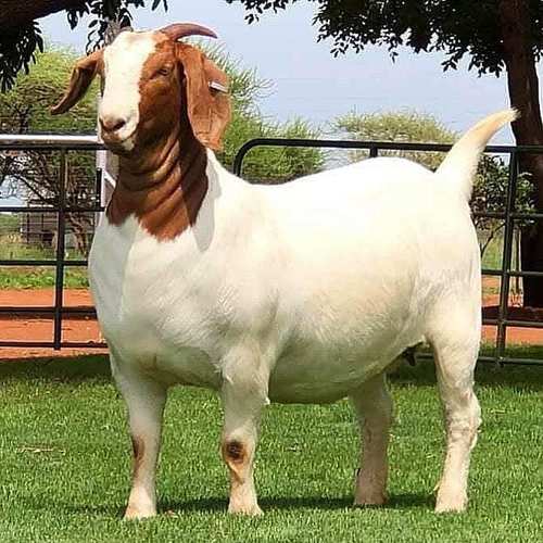 Boer Goat In Kolkata Boer Goat Dealers Traders In Kolkata West Bengal