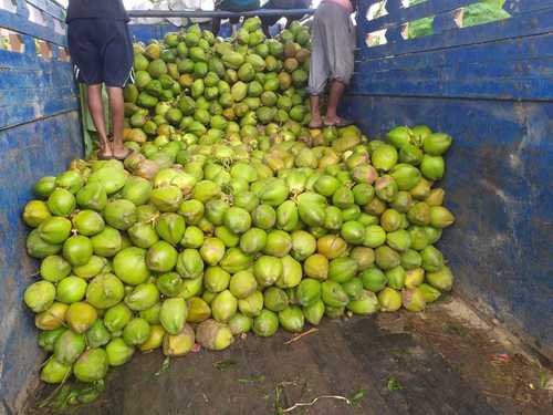 Natural Organic Green Coconut