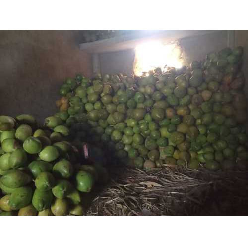 Fresh Whole Young Green Coconut