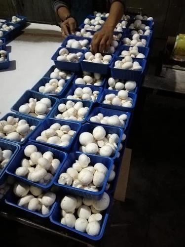 White A Grade Fresh Button Mushrooms