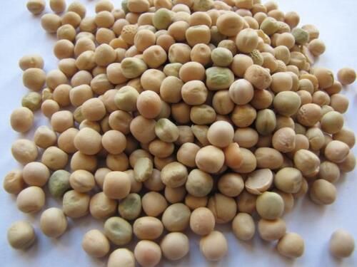 White Pea Seeds (50 Kg Per Pack)