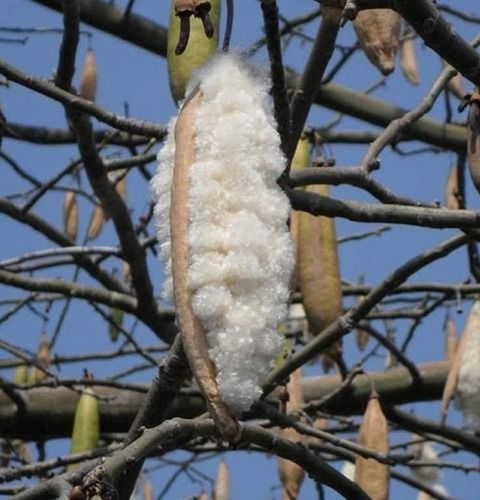 Organic White Color Kapok Cotton