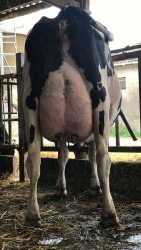 Black and White HF Cow
