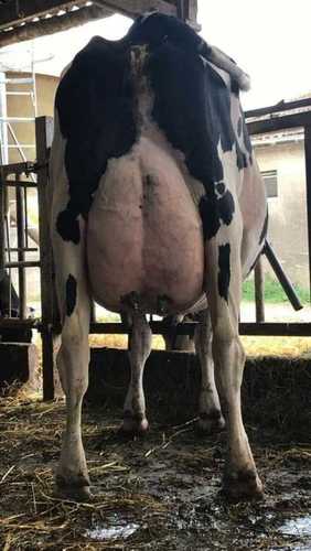 Dairy Female Hf Cow - Color: Black And White