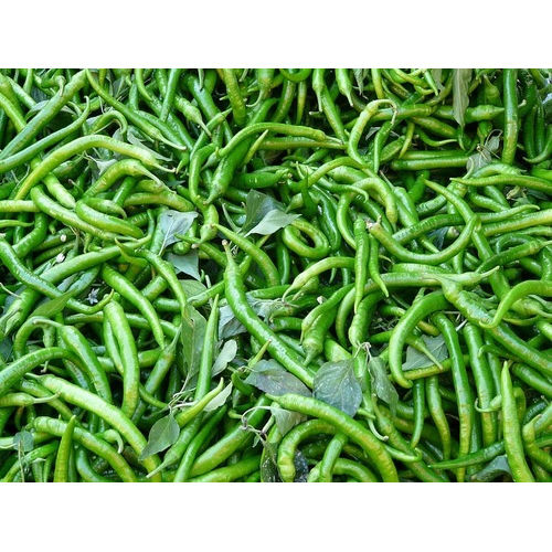 Indian Fresh Green Chilli