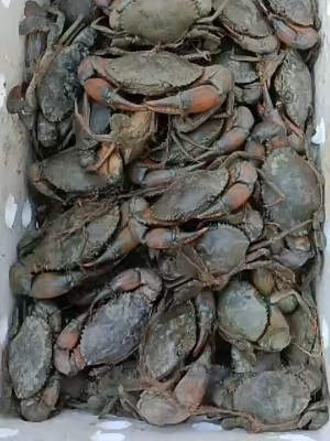 Frozen Food Fresh And Blue Crab