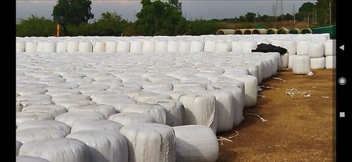 Chethana Corn Silage For Cattle Feed