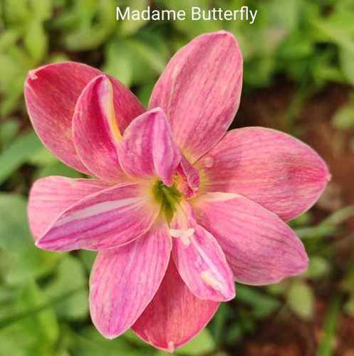 Rain Lily Madame Butterfly (Multi Petal)