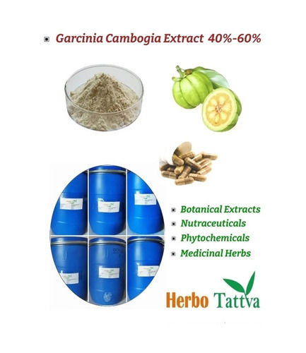 Garcinia Cambogia Extract Powder 40%-60% With 24 Months Of Shelf Life