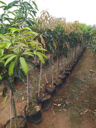 Mango Saplings Plant