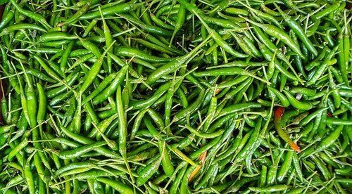 A Grade 100% Fresh Green Chilli Vegetable For Cooking