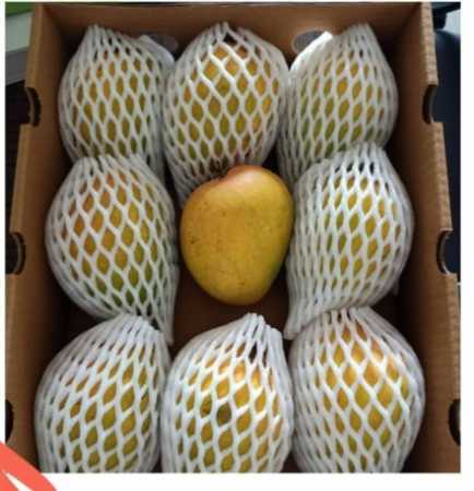 Plain White Soft Epe Foam Net For Fruit Packaging