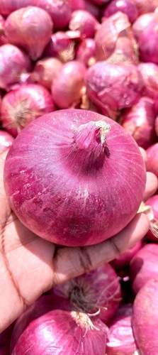 Chemical Free Fresh Red Onion