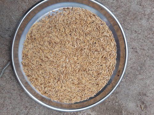 A Grade 100% Pure and Natural Brown Rice Paddy Seeds