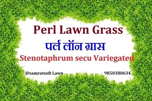 Dark Green Pearl Lawn Grass For Garden, Home, Play Ground, Restaurant, Wedding Ground