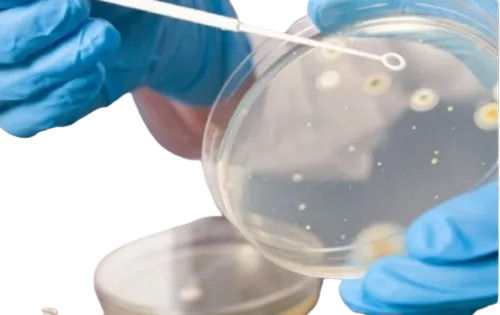 Microbiological Testing Services