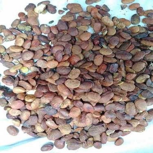 Brown Color Loose Natural Dried Karanja Pongamia Seed Good For Skin