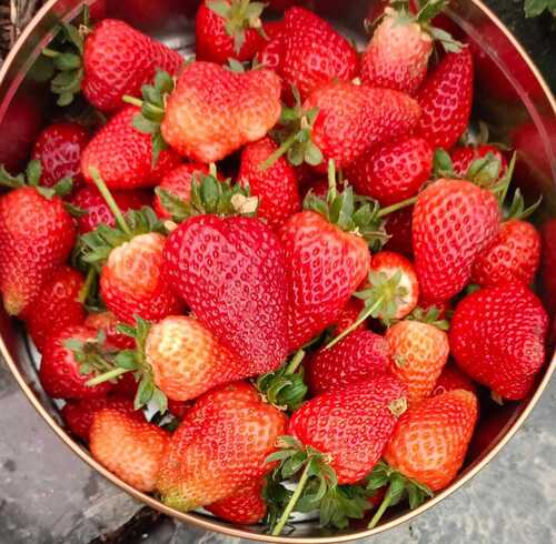 100% Purity Good In Taste Fresh Soft Sweet Hills Strawberries, Good For Health 