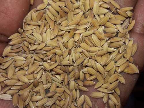 Moisture 12 Percent Free From Impurities Organic Natural Paddy Rice Seeds