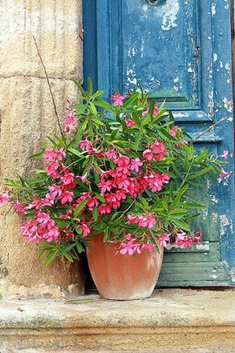 Stone Free From Insect Easy To Grow Elegant Look Oleander Flower Plant With Red Pots