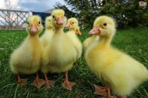 Heavy Breeds Of White Ducks For Meat And Egg Production Gender: Both