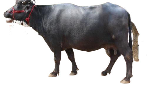 Brown Female 13 Liters Milking Capacity Per Day Buffalo