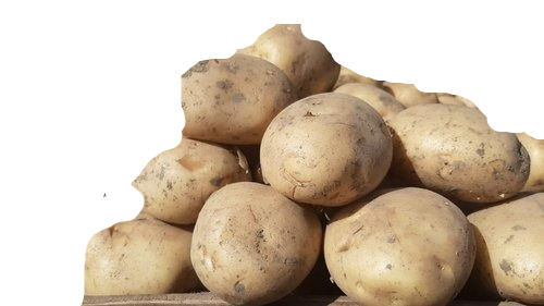Premium Export Quality Malowal Organic Farm Fresh Potatoes 