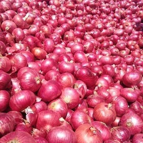 Enhance The Flavor Rich Healthy Natural Taste Fresh Red Onion Moisture (%): 20