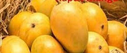 A Grade Devgad Pure Alphonso Mangoes With High Nutritious Value