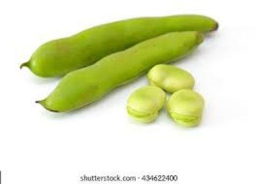 Fresh And Healthy Broad Beans For Multipurpose Uses