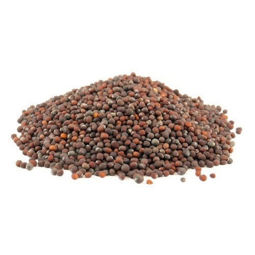 100% Pure A Grade Brown Common Broccoli Seeds