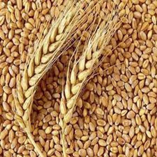 Fresh And Premium Quality And Original Organic Wheat  Additives: Vitamin C