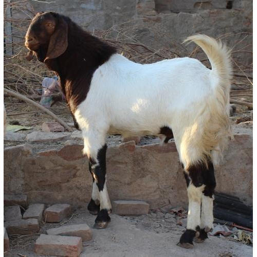 Brown White Live Goat