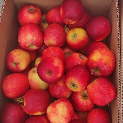 Farm Fresh And Healthy Red Fuji Apple 