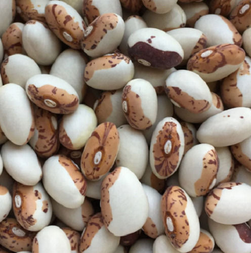 10 Gram Commonly Cultivated Pure And Natural Bean Seeds For Agriculture 