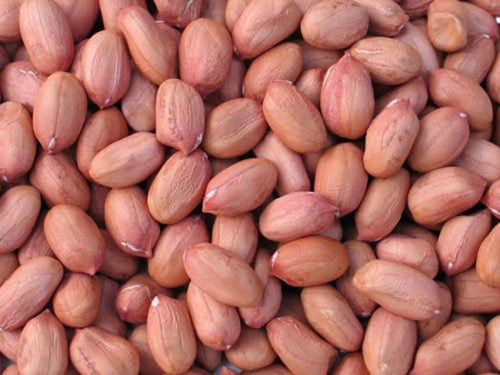 Commonly Cultivated A Grade Protein Rich Dried Peanuts