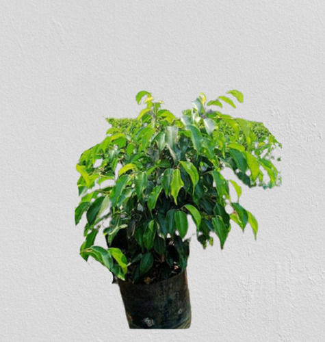 2.6 Feet Green Ficus Benjamina Plant For Garden With 1 Year Shelf Life