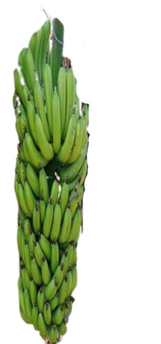 22 Kilogram Food Grade Common Cultivated Vitamin A And B6 Curved Fresh Banana