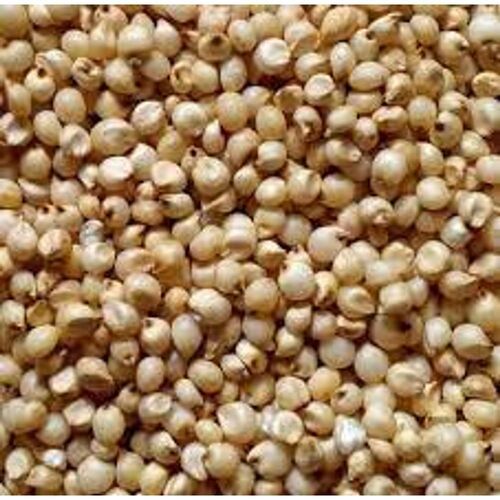 White Natural High Dietary Fiber Gluten Free Rich In Nutrients Whole Sorghum Grains 