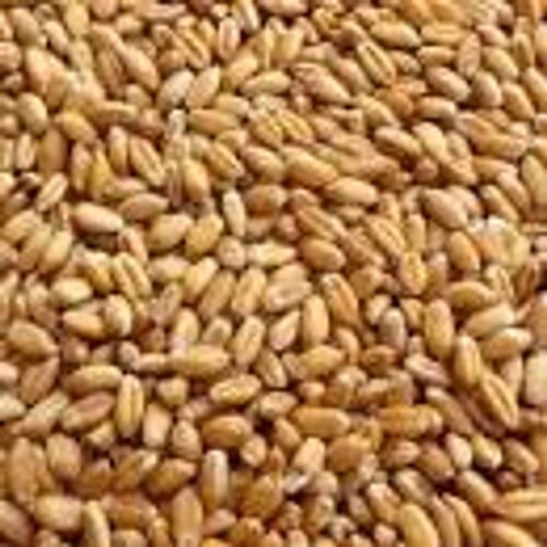 Organic High In Protein Hard Dried Natural Golden Wheat Grains, 1 Kg Pack